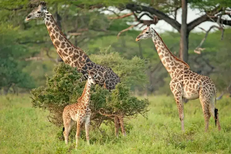 Tanzania Safari: Selous Bush & River Adventure